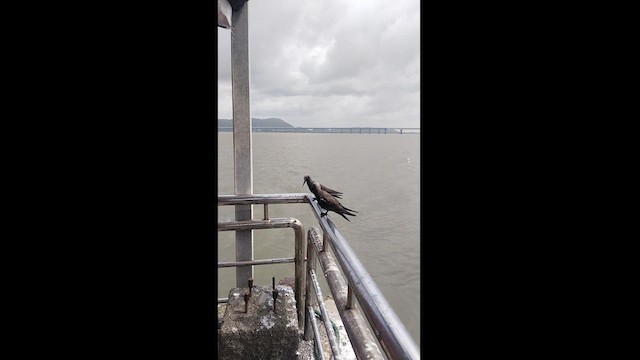 インドヒメクロアジサシ - ML622284343