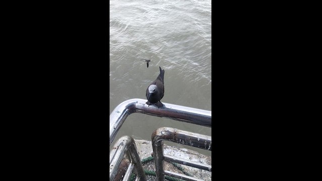 インドヒメクロアジサシ - ML622284346