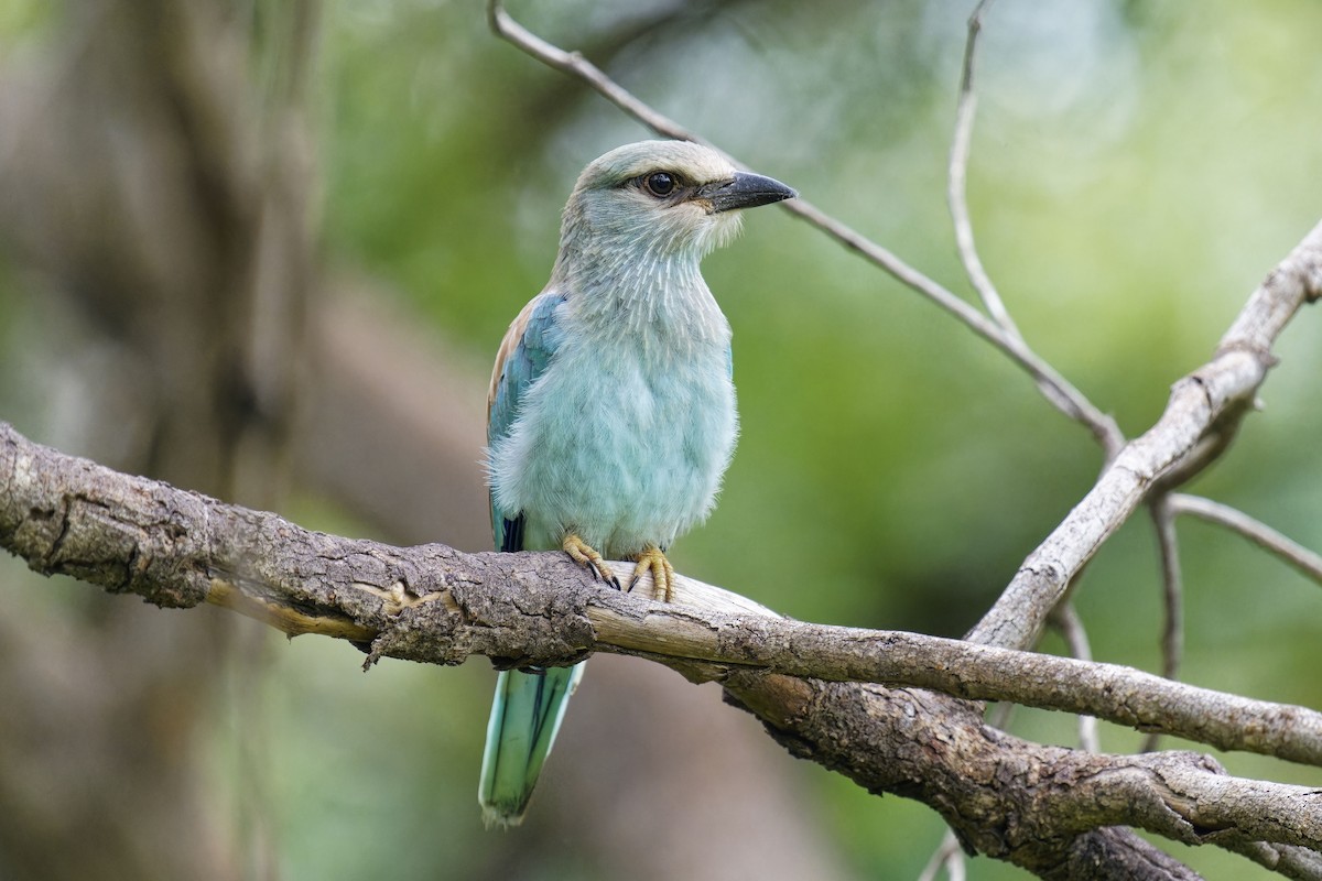 Abyssinian Roller - Holger Teichmann