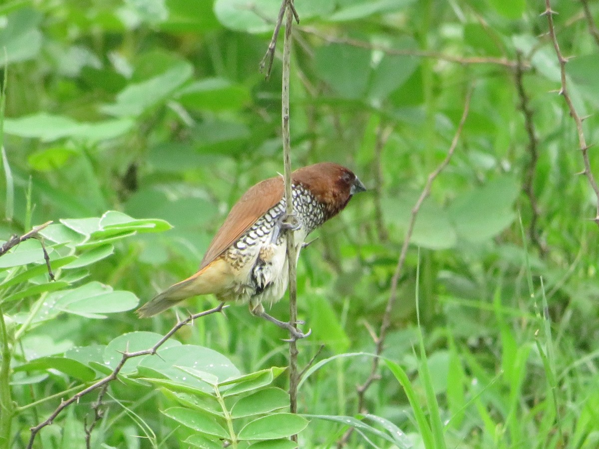 Scaly-breasted Munia - Mahmadanesh Khira