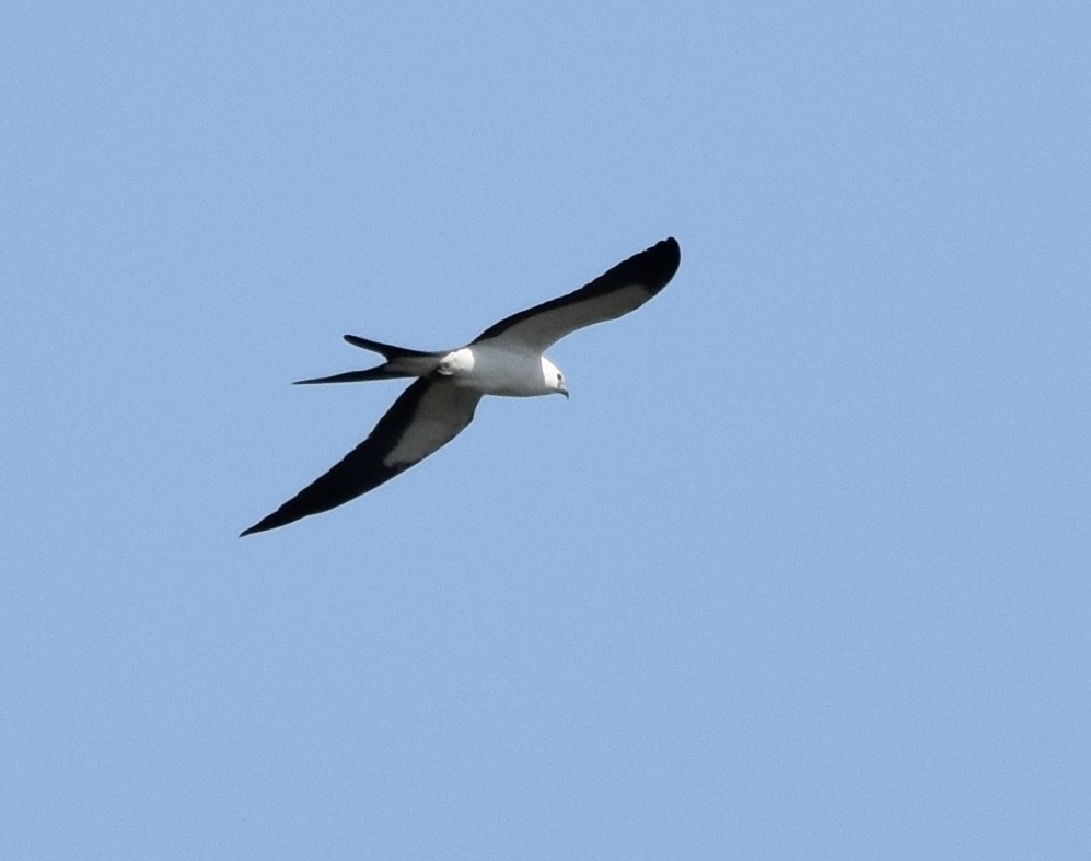 Swallow-tailed Kite - ML622284455