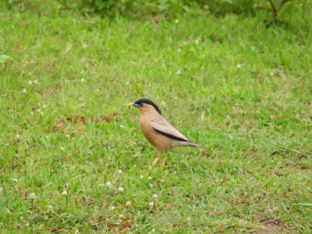 Brahminy Starling - Rama M V