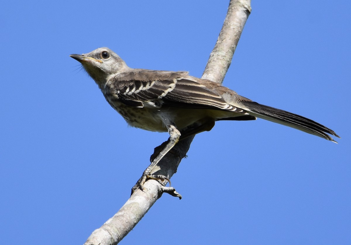 Northern Mockingbird - ML622284459