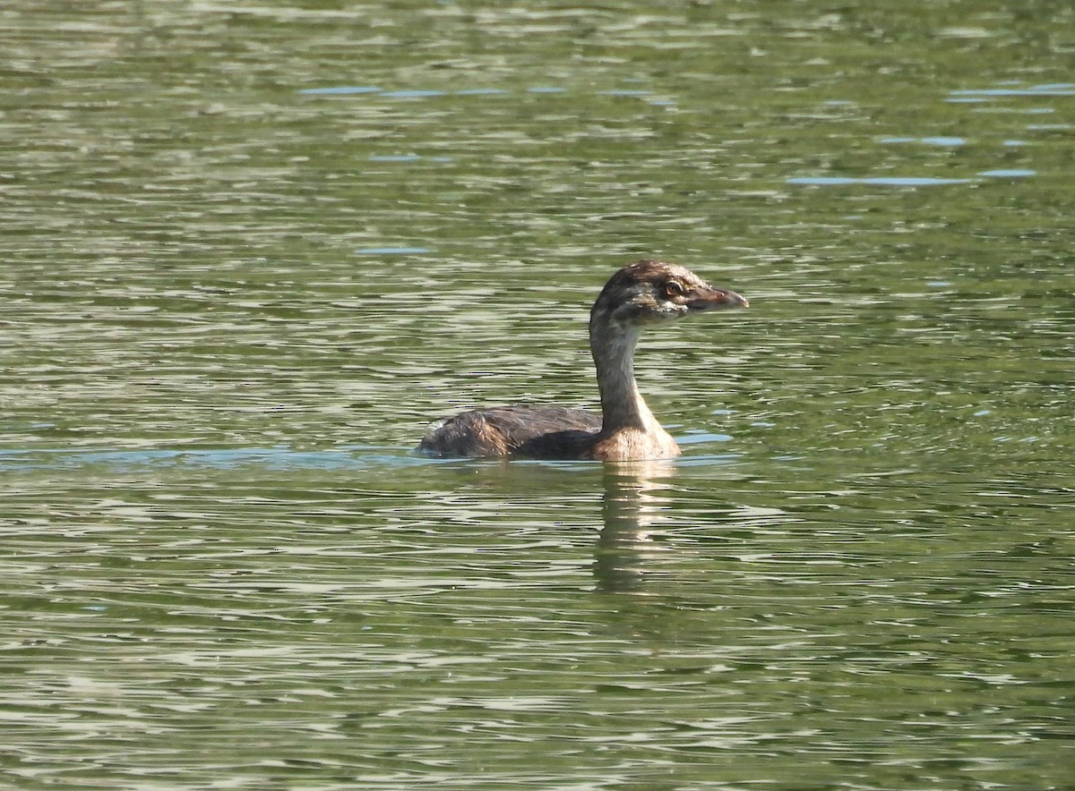 Pied-billed Grebe - ML622284526