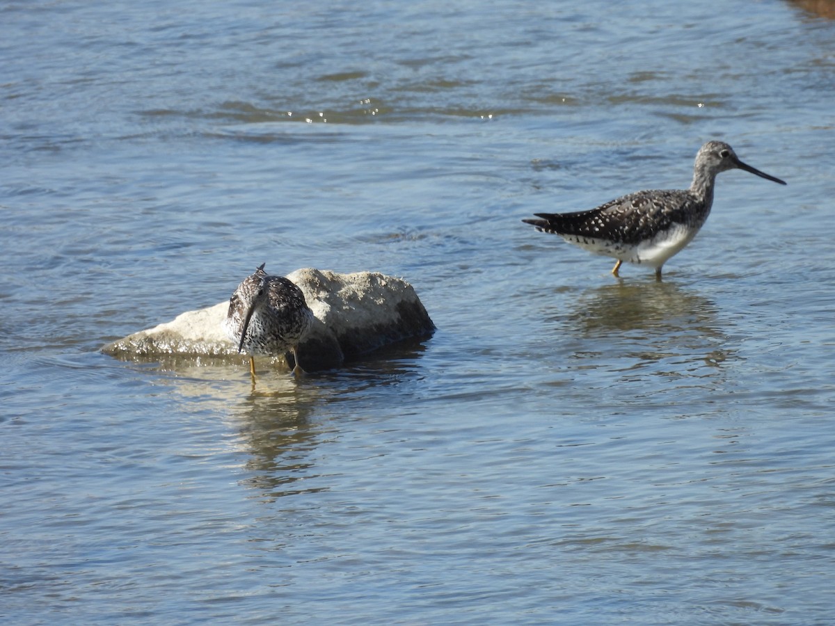 Greater Yellowlegs - ML622284544