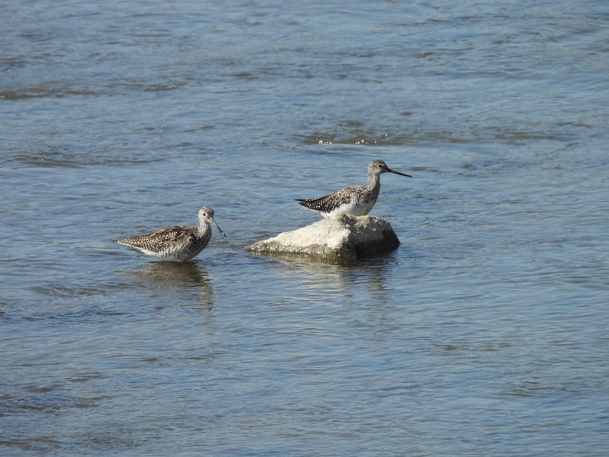 Greater Yellowlegs - ML622284545