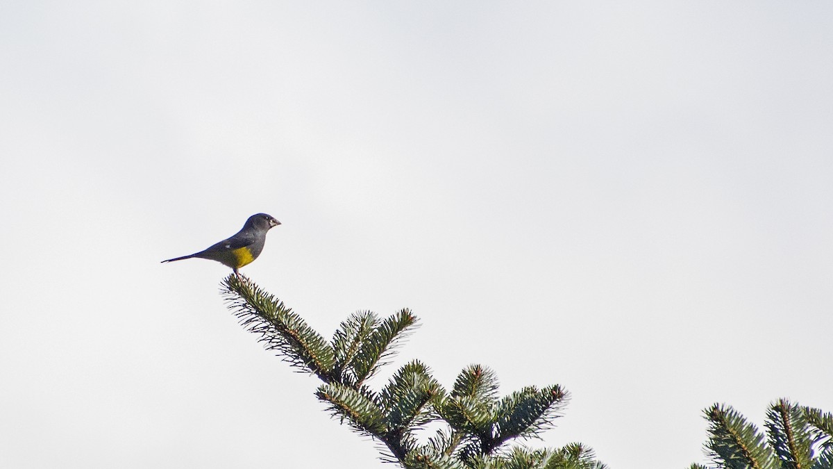 White-winged Grosbeak - ML622284630