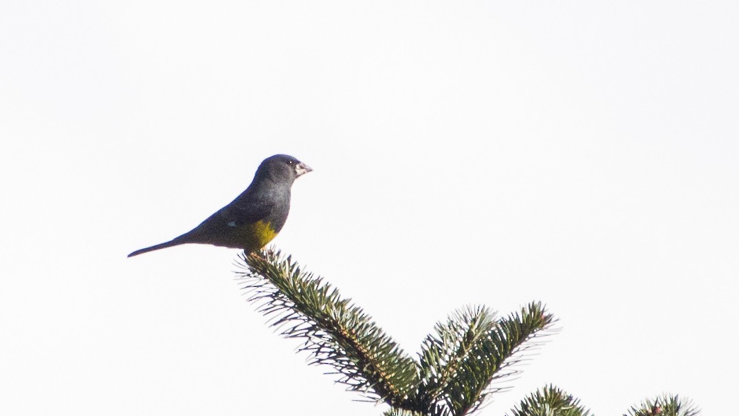 White-winged Grosbeak - ML622284631