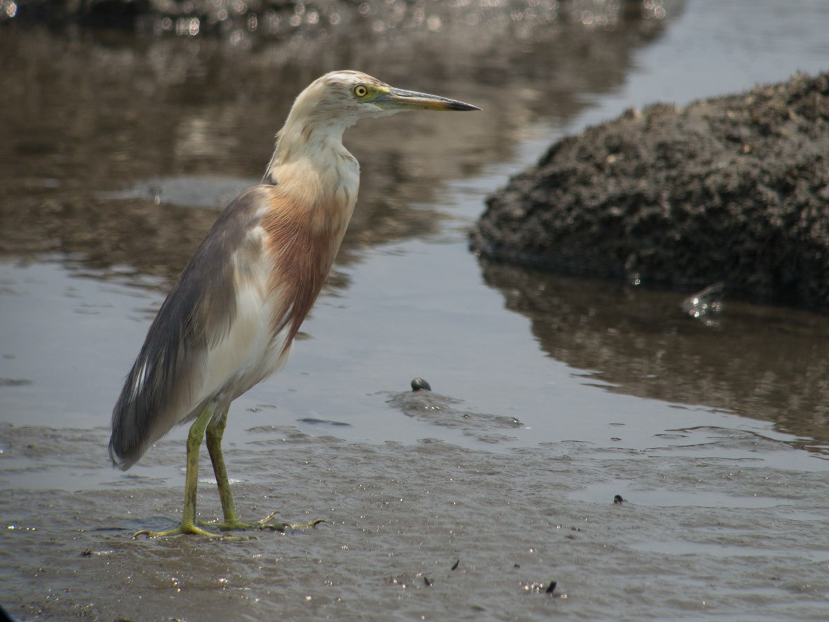 Javan Pond-Heron - Adrian Constantino