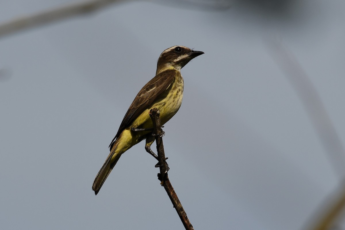 Piratic Flycatcher - Christian Engel