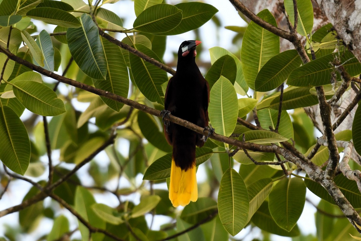 montezumaoropendola - ML622284705