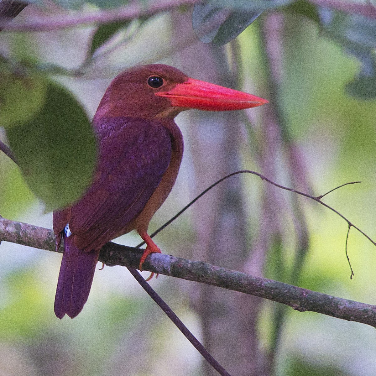 Ruddy Kingfisher - Adrian Constantino