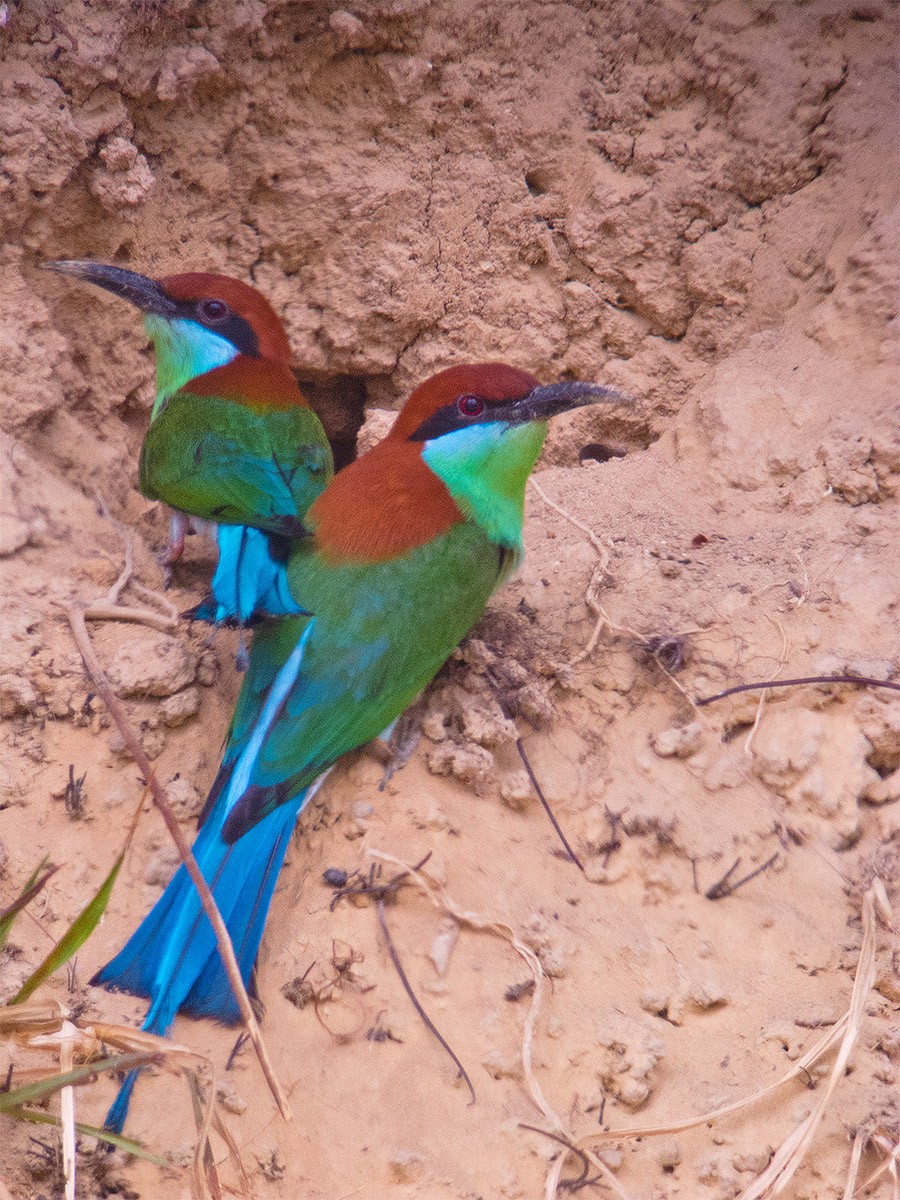 Rufous-crowned Bee-eater - ML622284743