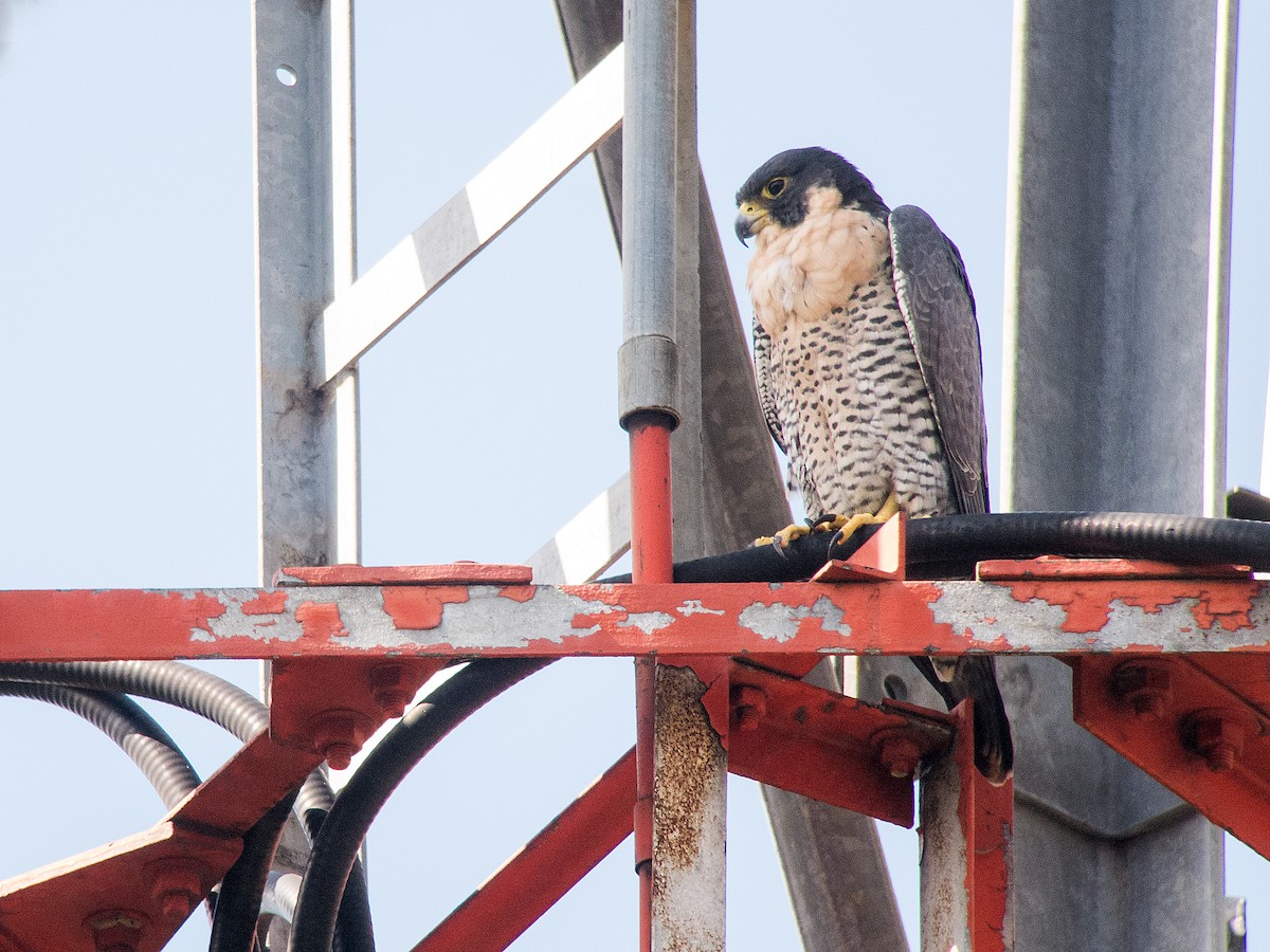 Peregrine Falcon - ML622284774