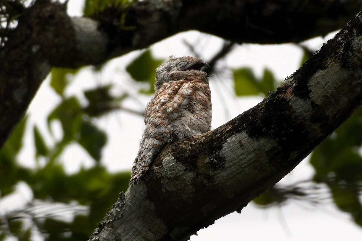 Great Potoo - Christian Engel