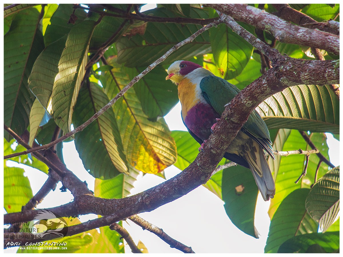 Yellow-breasted Fruit-Dove - ML622284816