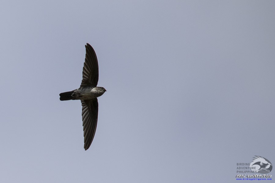 Ridgetop Swiftlet - ML622284848