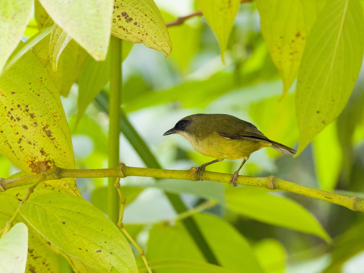 Mindanao White-eye - ML622284947