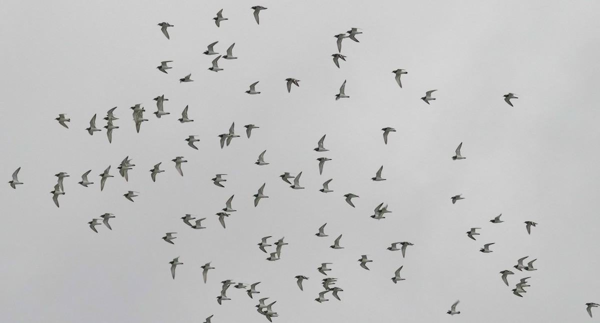 Ruddy Turnstone - ML622284958