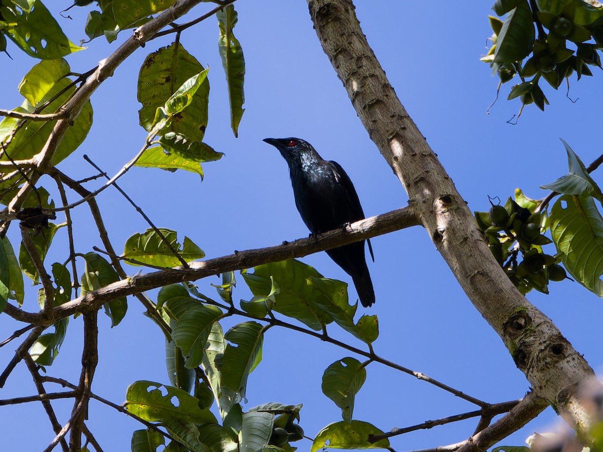 Short-tailed Starling - ML622284963