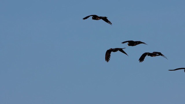 Yellow-tailed Black-Cockatoo - ML622284980