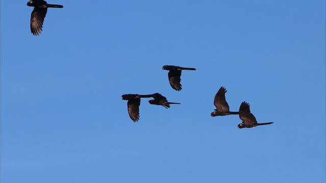 Yellow-tailed Black-Cockatoo - ML622284981