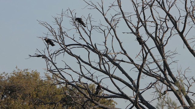 Yellow-tailed Black-Cockatoo - ML622284983