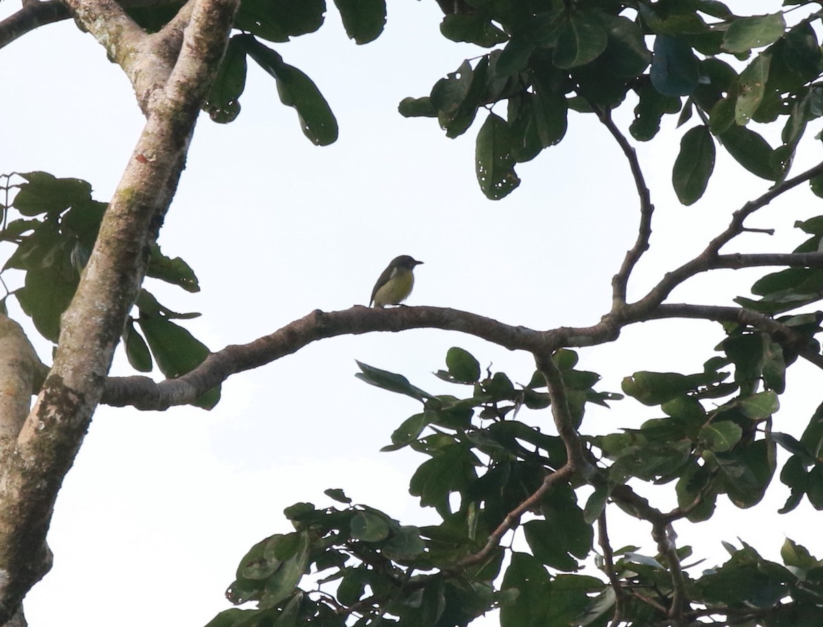 Palawan Flowerpecker - Neil Osborne