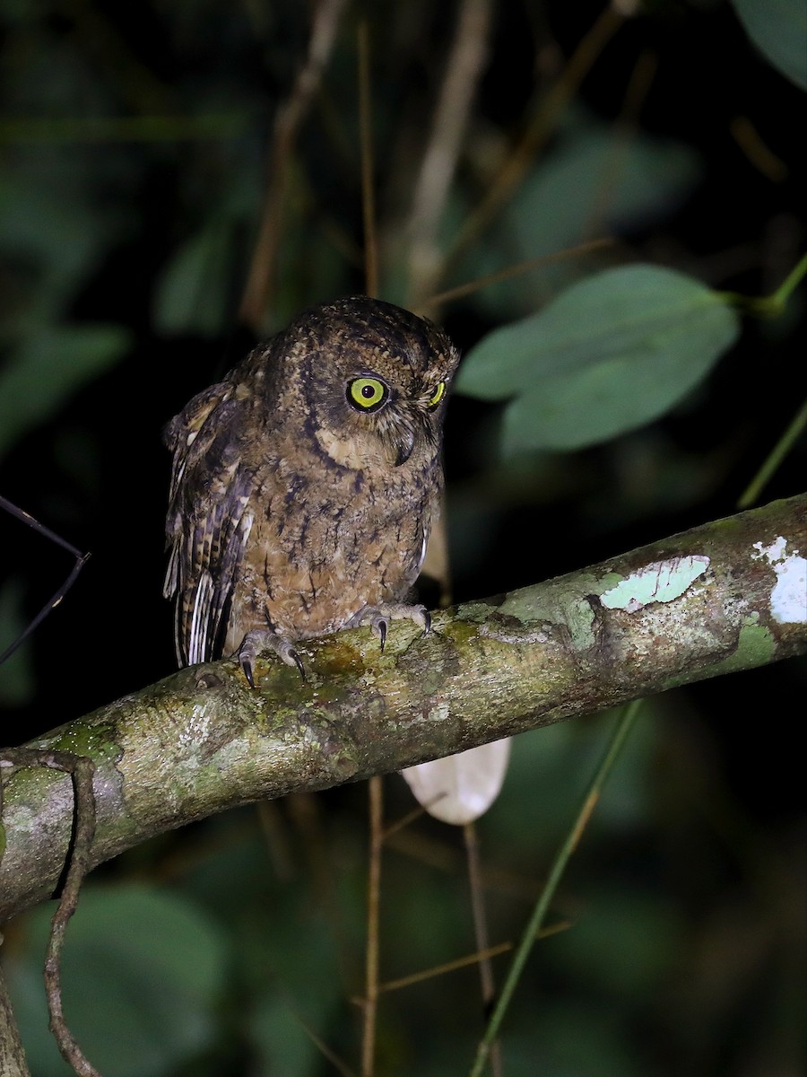 Seychelles Scops-Owl - ML622285045