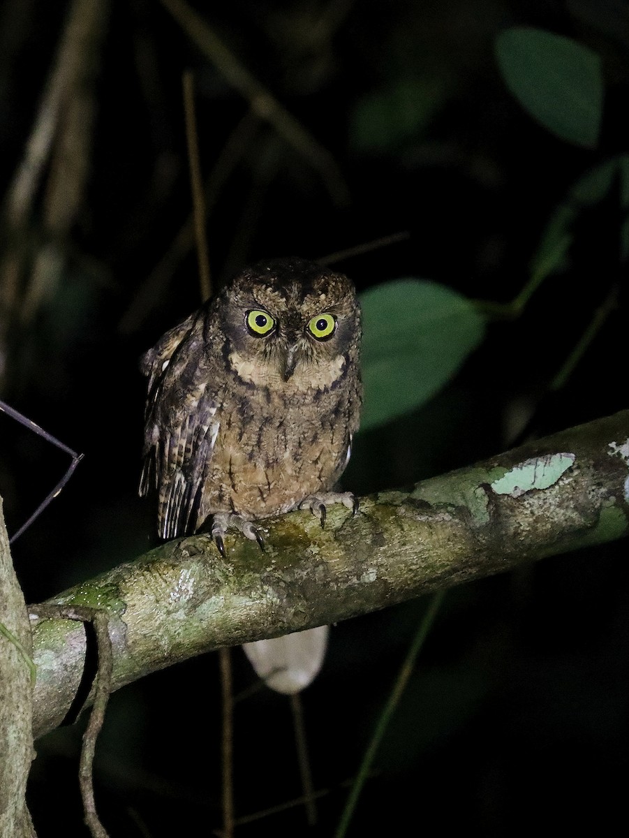 Seychelles Scops-Owl - ML622285046