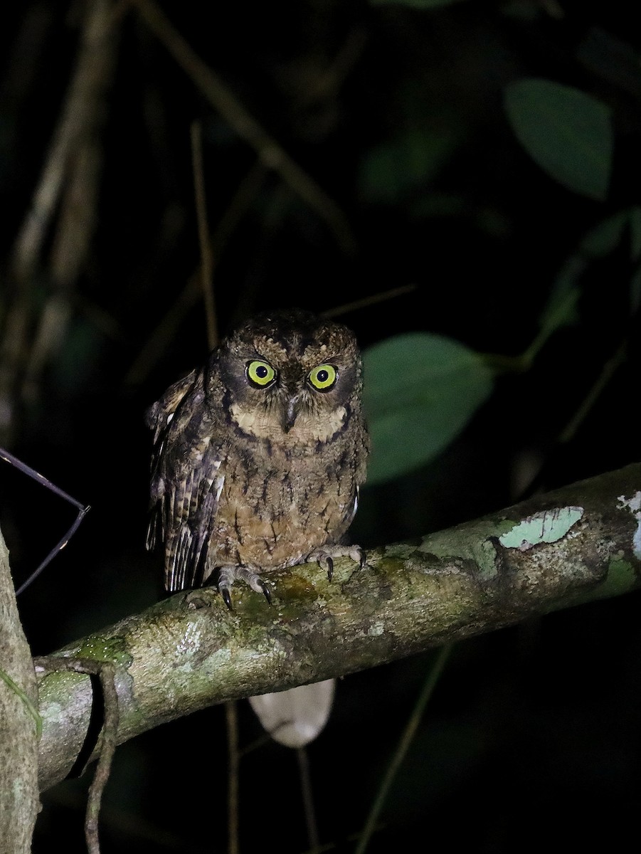 Seychelles Scops-Owl - ML622285047