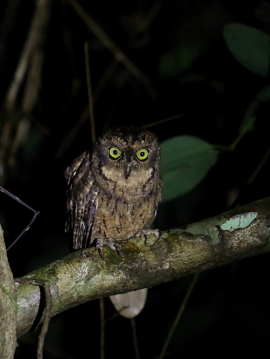 Seychelles Scops-Owl - ML622285048