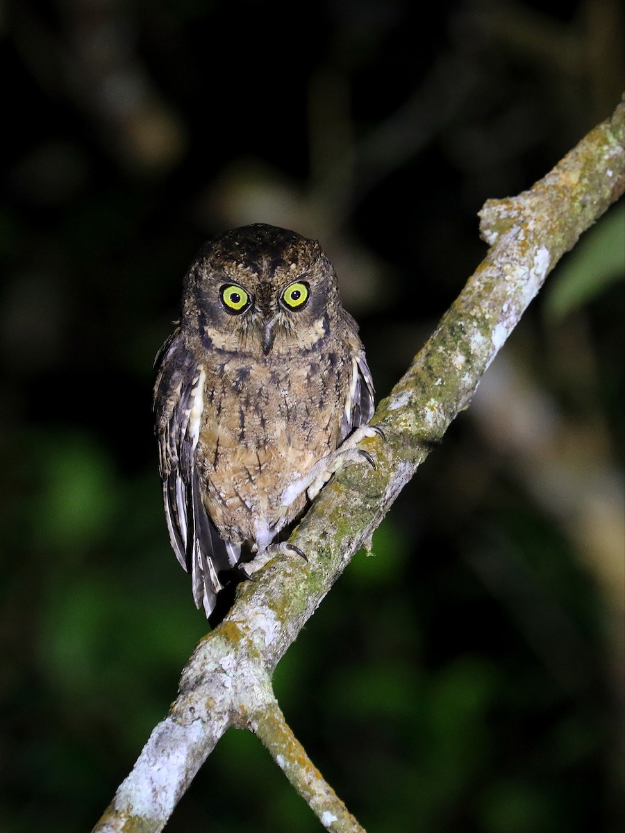 Seychelles Scops-Owl - ML622285049