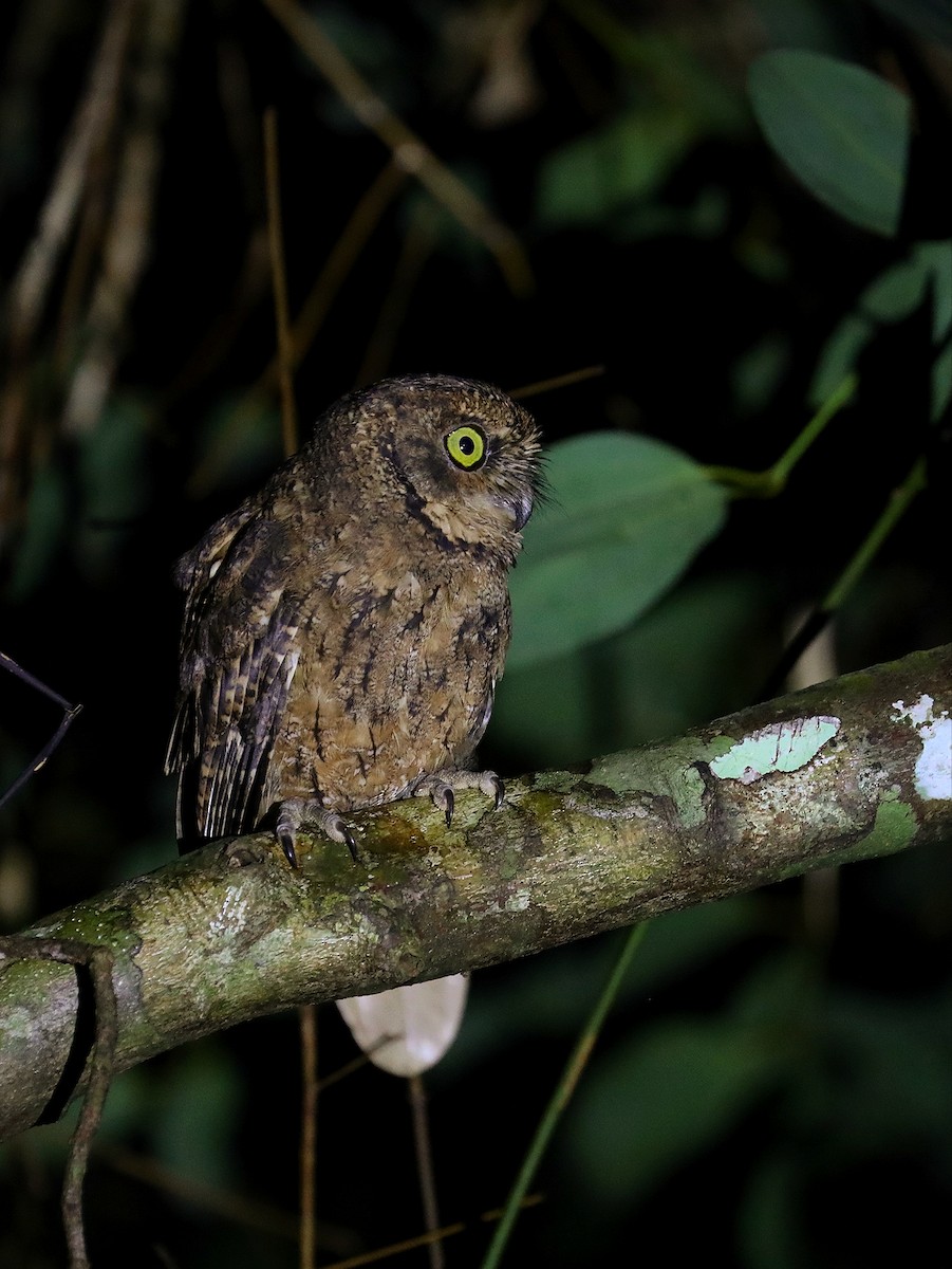 Seychelles Scops-Owl - ML622285050
