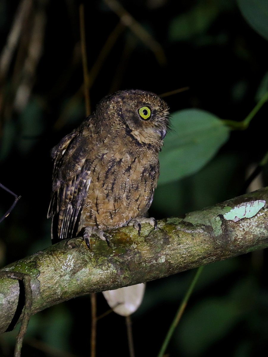 Seychelles Scops-Owl - ML622285051