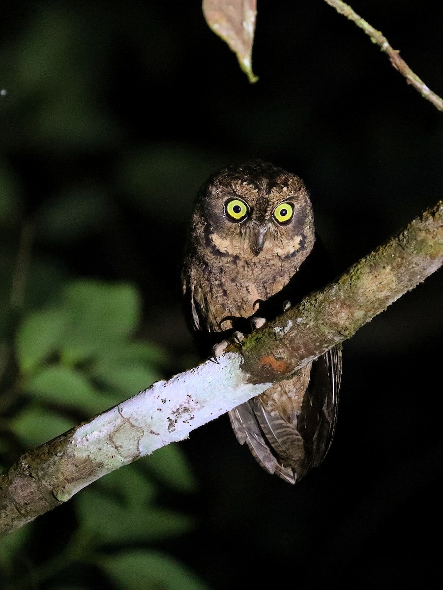 Seychelles Scops-Owl - ML622285052