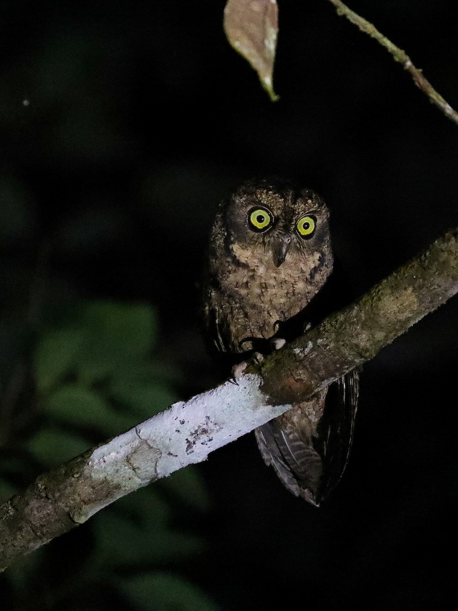 Seychelles Scops-Owl - ML622285053