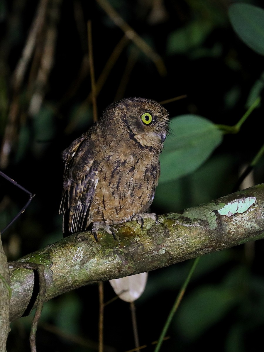 Seychelles Scops-Owl - ML622285054
