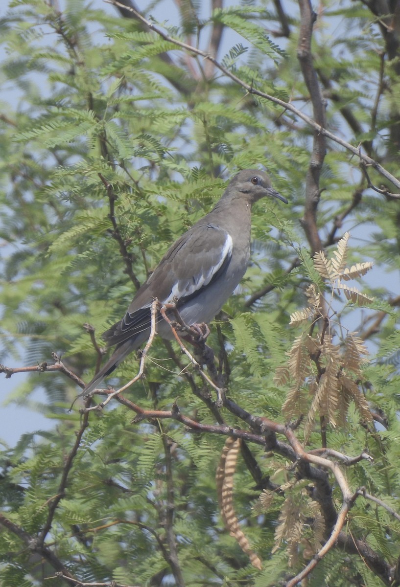 White-winged Dove - ML622285072