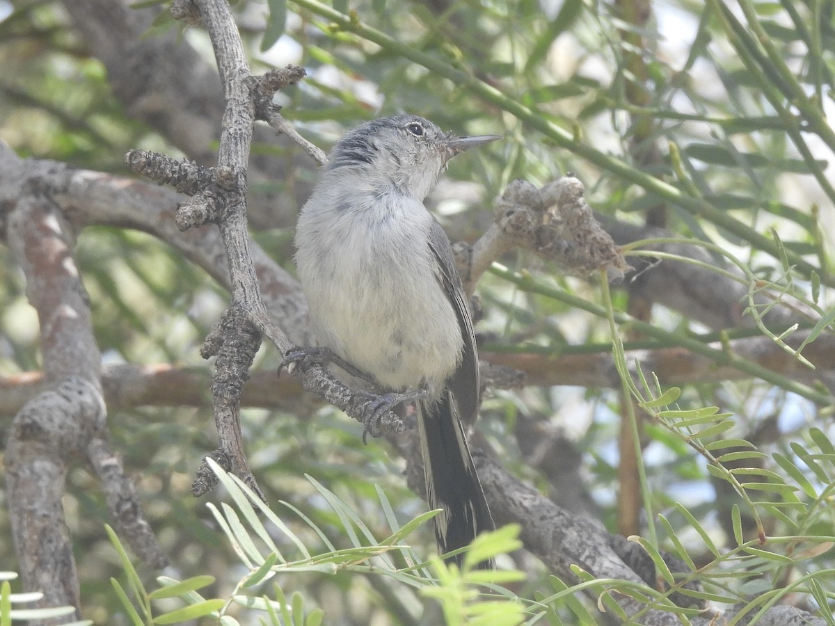 Black-tailed Gnatcatcher - Ethan Matsuyama