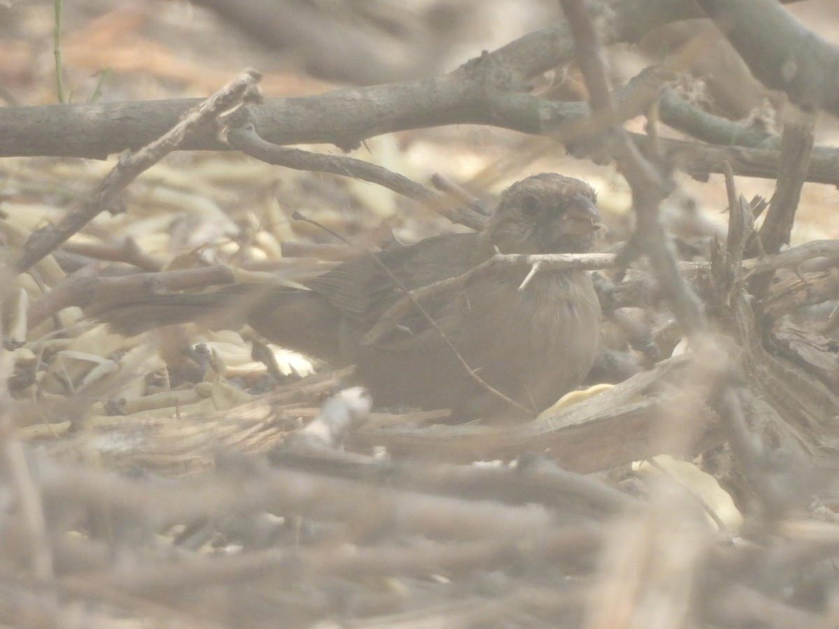 Abert's Towhee - ML622285077