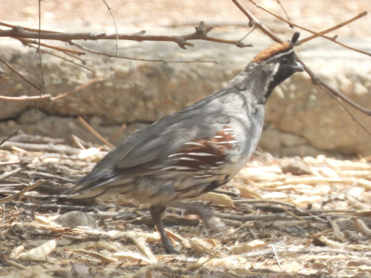 Gambel's Quail - ML622285079