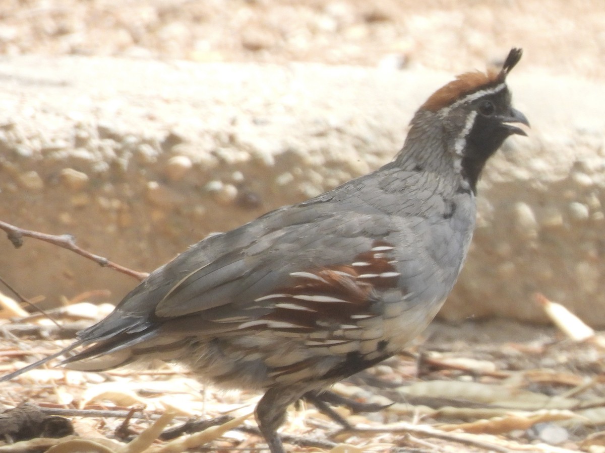 Gambel's Quail - ML622285080