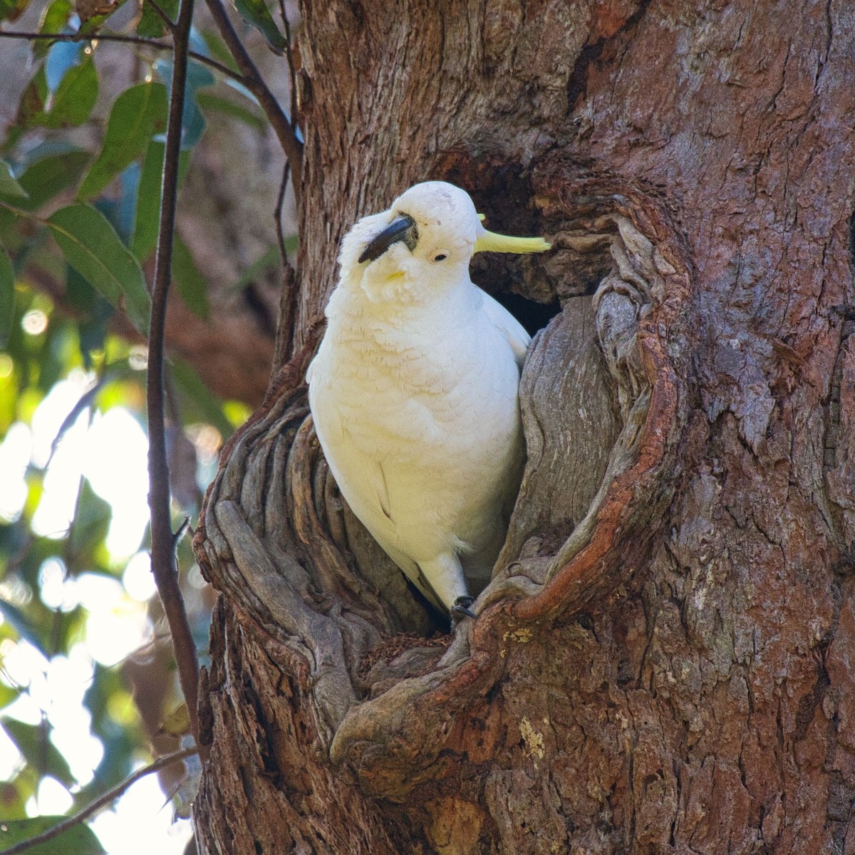 Sulphur-crested Cockatoo - ML622285089