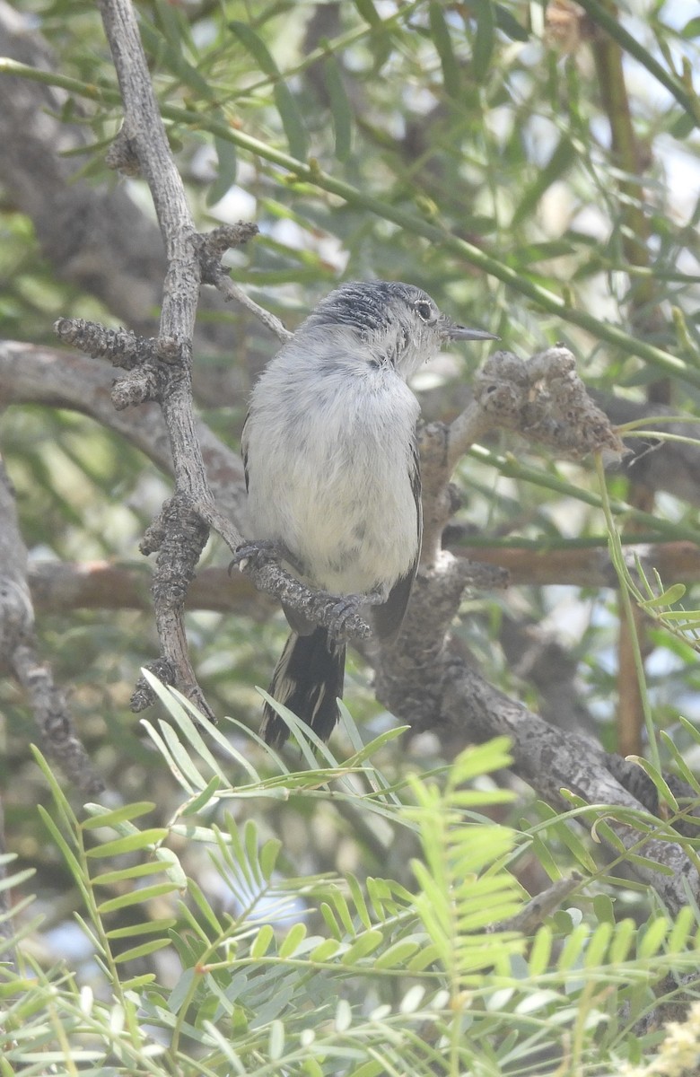 Black-tailed Gnatcatcher - ML622285093