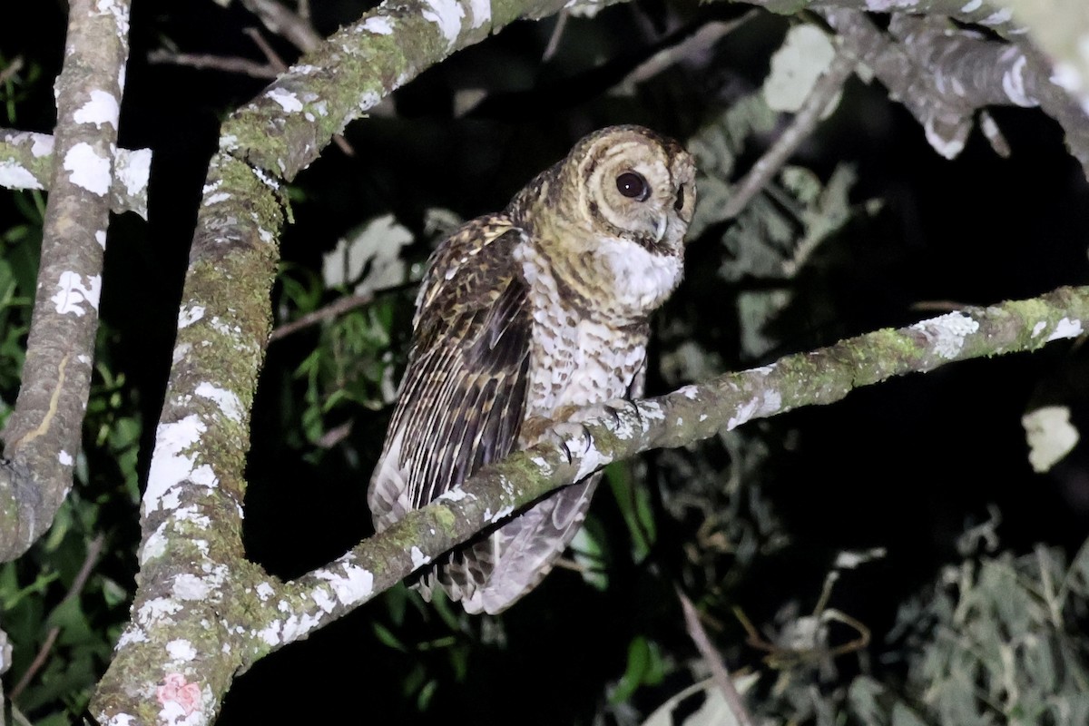 Rusty-barred Owl - ML622285121