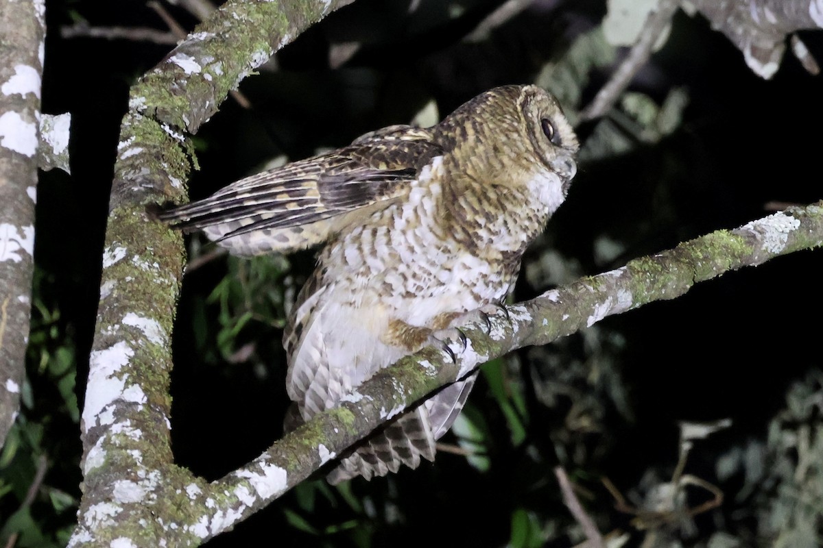 Rusty-barred Owl - ML622285122