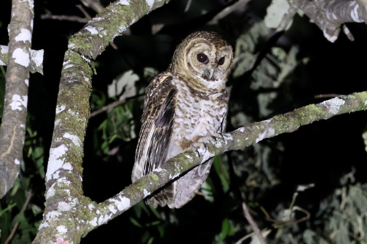 Rusty-barred Owl - ML622285123