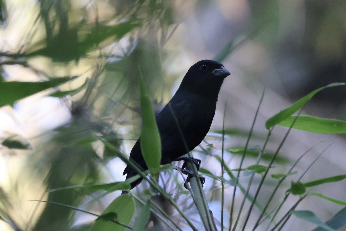 Blackish-blue Seedeater - ML622285184