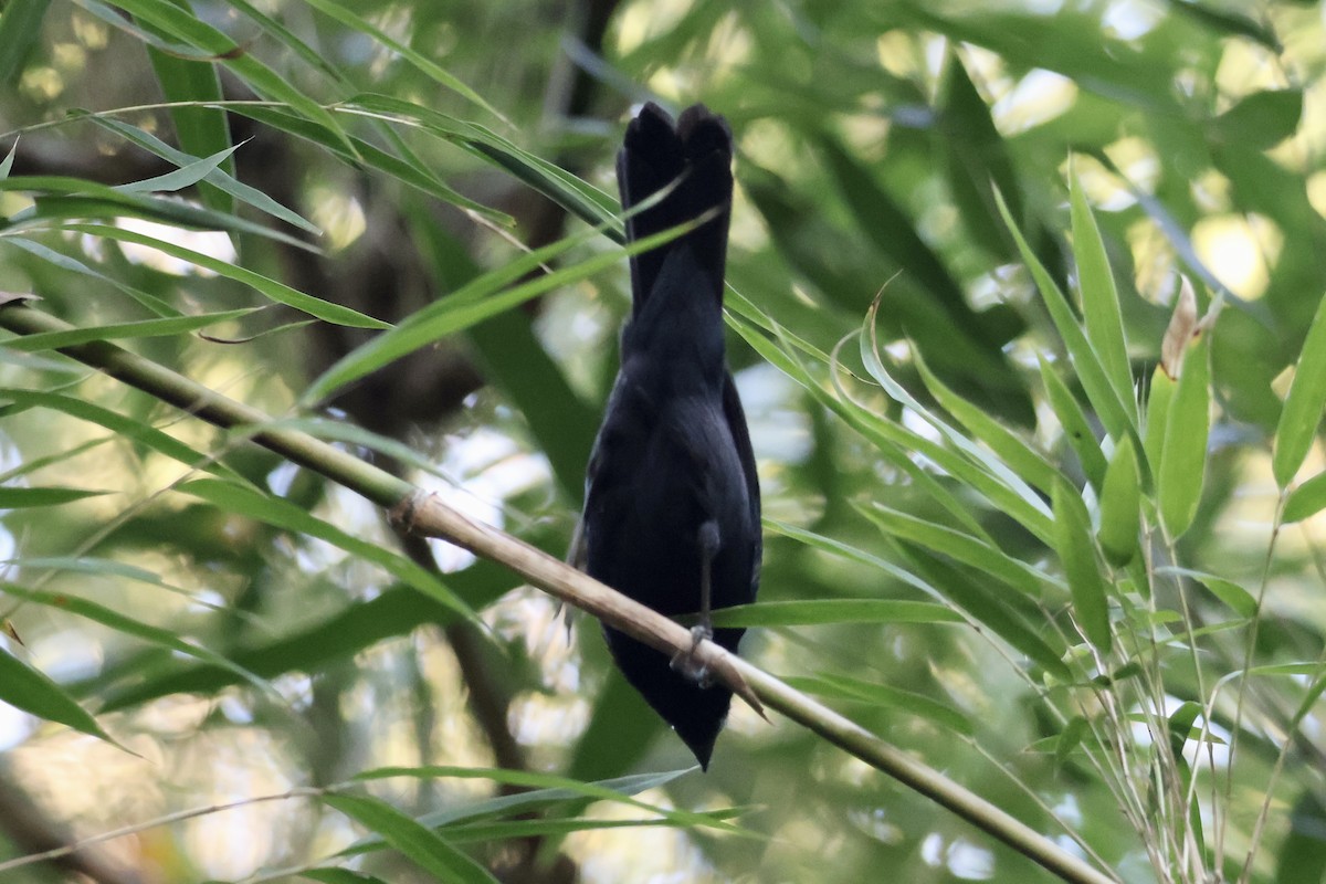 Blackish-blue Seedeater - ML622285185